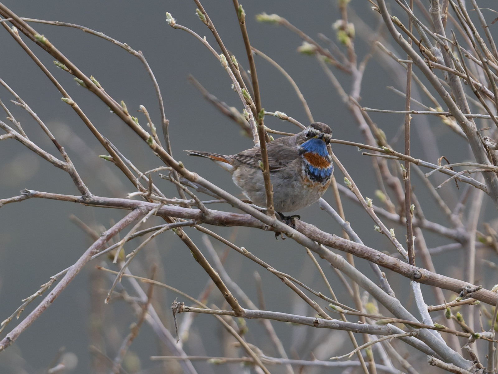 image Bluethroat (Red-spotted)
